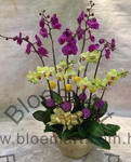 Orchid Phalaenopsis Gift Set - CODE 11975